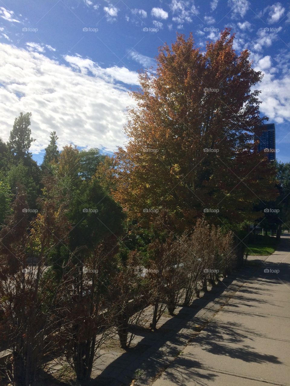 Autumn in Toronto