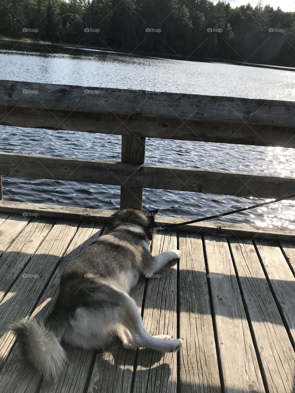 Jax by the lake