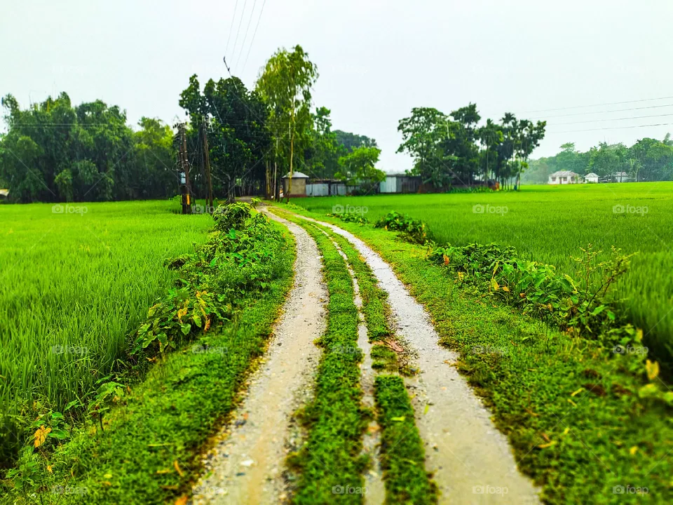 Our village road looks very beautiful.  There is green grass on both sides of the road.  The grass looks very beautiful.  There is white sky above.  These scenes look very beautiful.