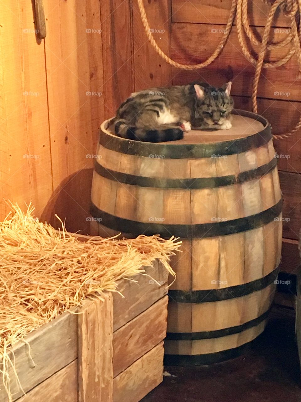 Barn Cat