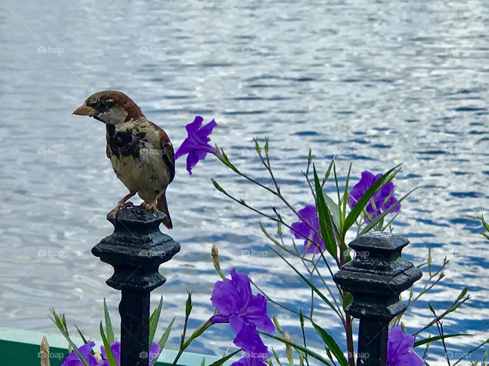 Bird on a gate