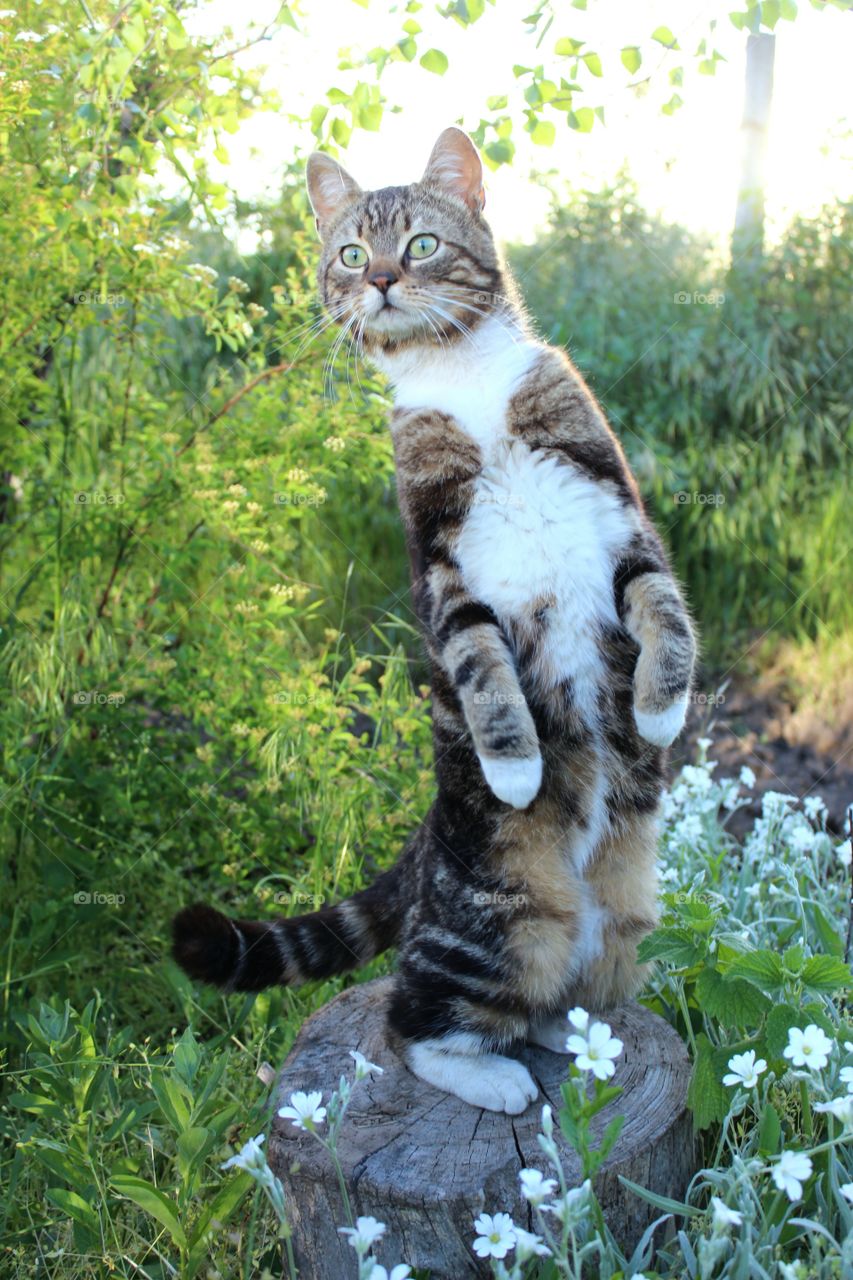 cat is standing on its hind legs