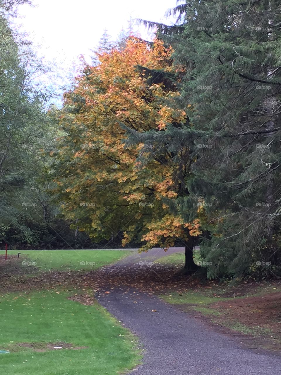 Fall leaves on a Vine Maple, Lakebay, Washington 