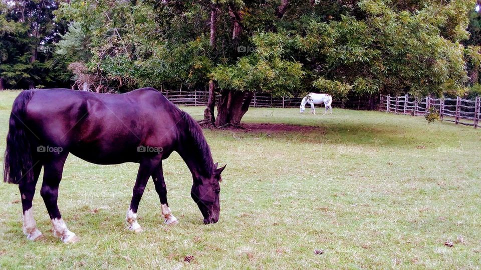 Colonial Williamsburg, Virginia. Horses grazing.