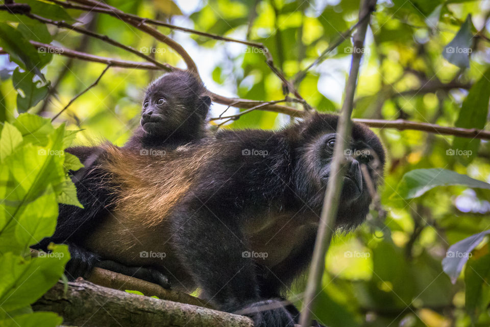 Howler monkey baby hanging onto its mother as she climbs through the tops of the trees