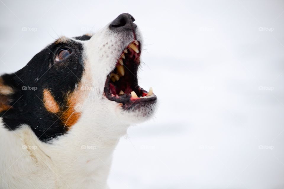 Close-up of dog barking