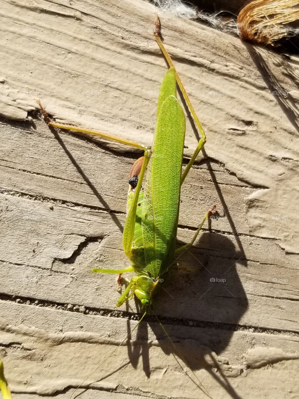 Grasshopper chillin on the back porch.