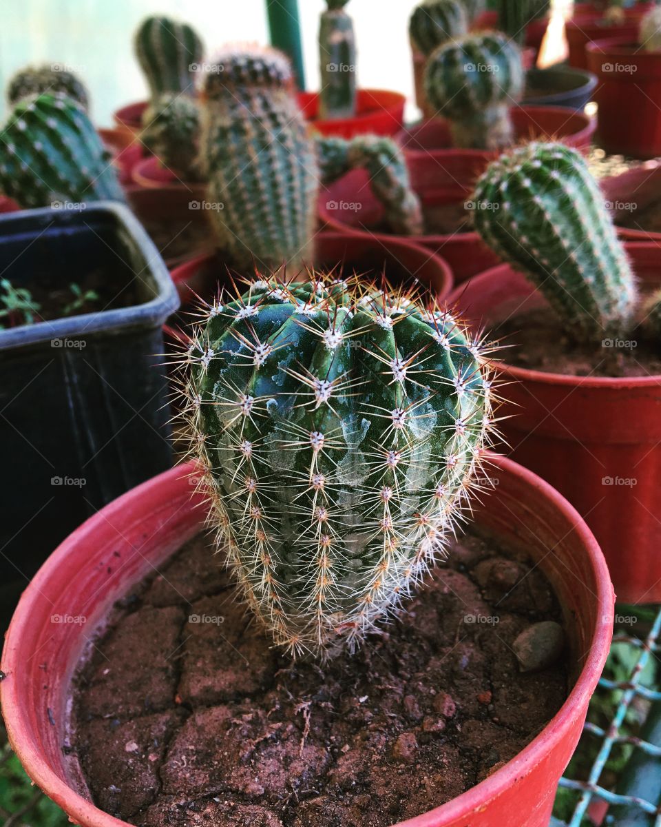 If you get struck by a cactus, consider it a cactus kiss, cuz we all know : love hurts! 🌵❤️