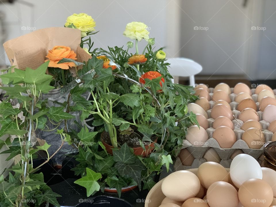 Colors of spring in pots with garden flowers together with fresh eggs from the neighbor standing on a table 