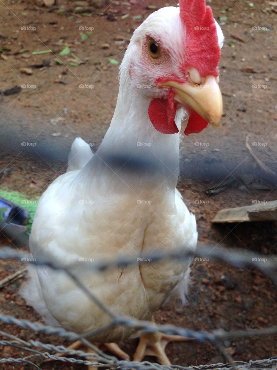 Chicken.. Yeah it's chicken! lol