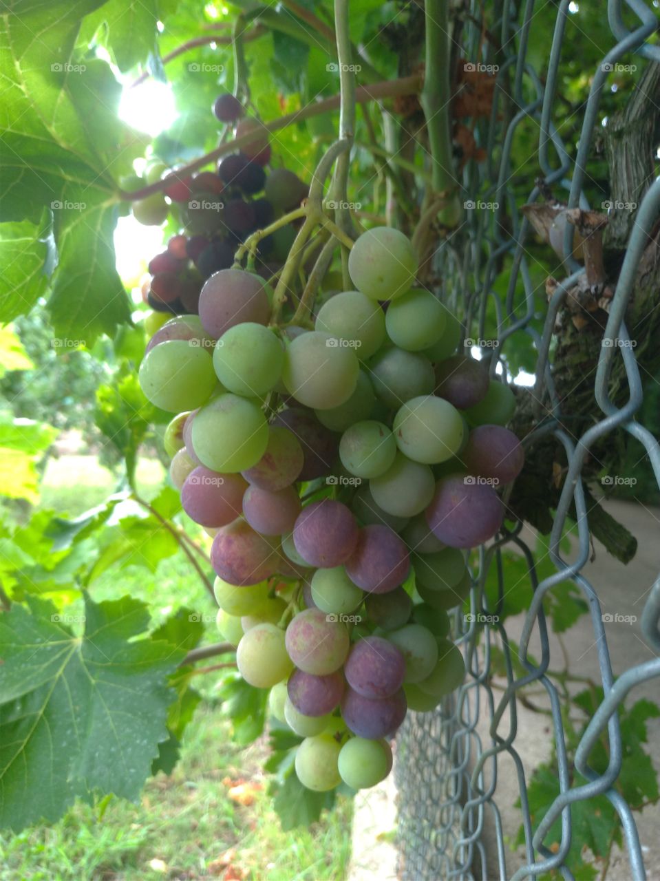 Uvas de parra de colores madurando