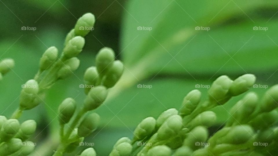 Cherry blossom buds