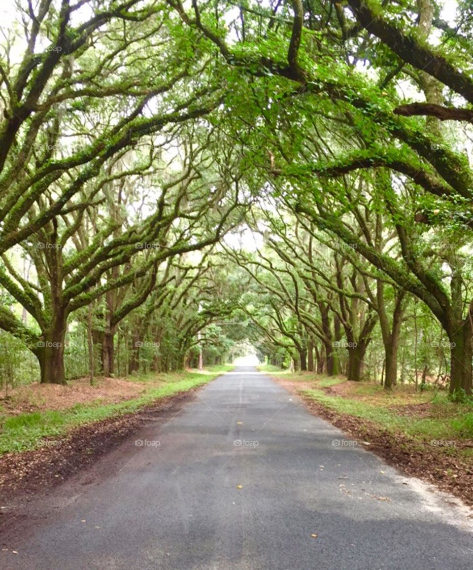 Beautiful back roads in South Carolina with a tree tunnel