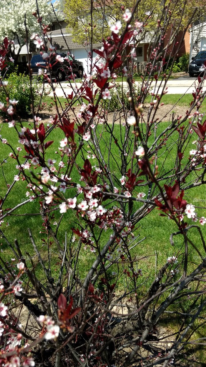 flowers