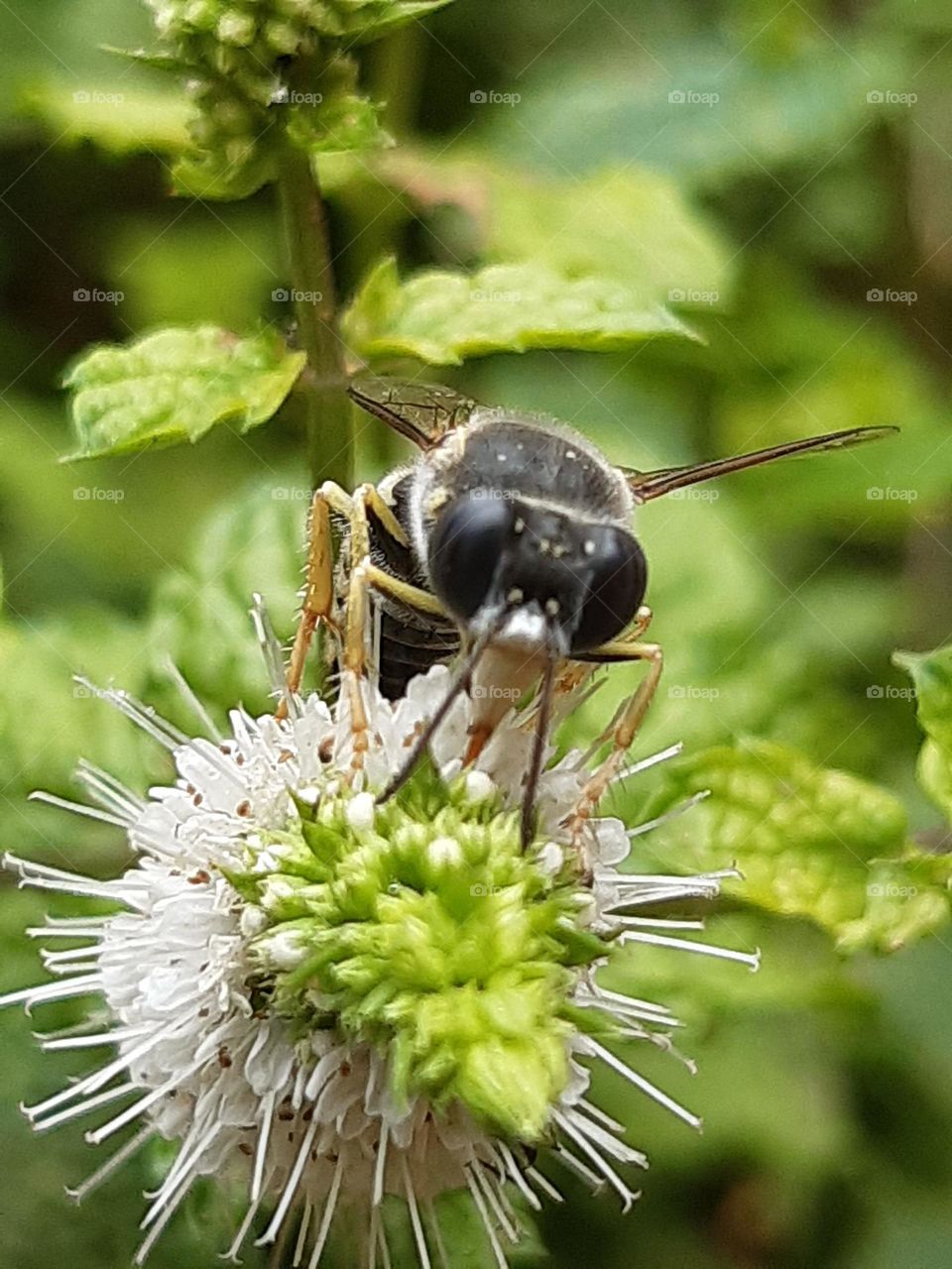 Bee in a great picture