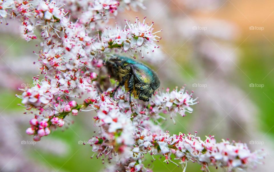 The beauty of spring