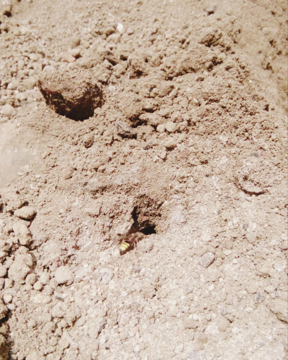 good grasshopper photo,a photo of my dream home,a cute home photo,a life-hard photo,everyone loves a home photo,a real life photo,a natural photo,a memorable good photo,a real life of struggle  Photo,best grasshopper photo, great grasshopper ph