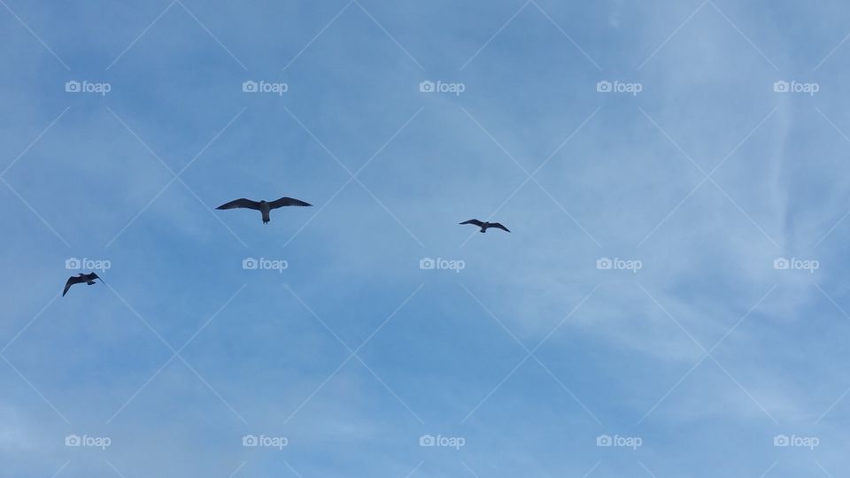 birds on the sky
