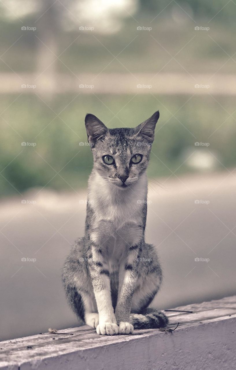 Animal photography - Cat posing for a photograph properly !!