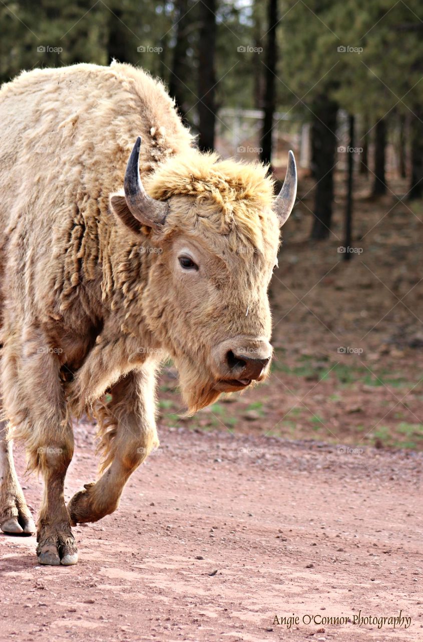 White Buffalo. Saw this beauty at Bearizona