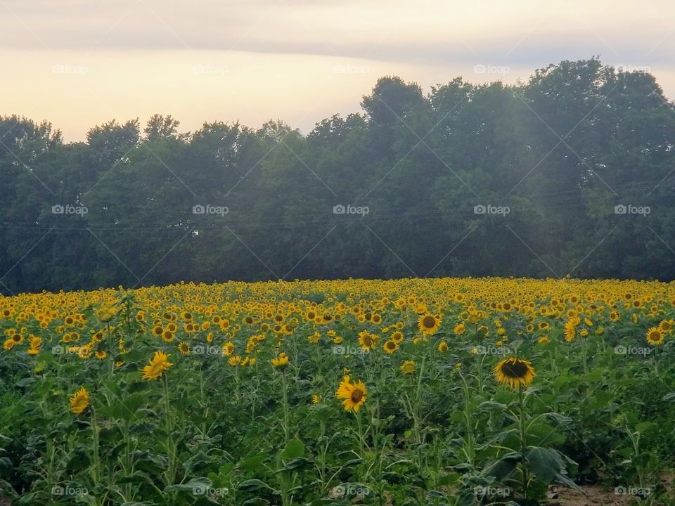 Sunflower fields