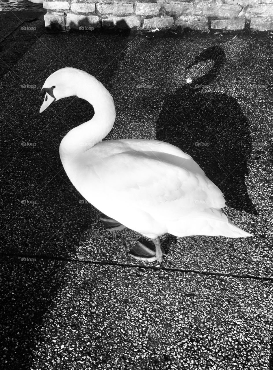 Swan and shadow