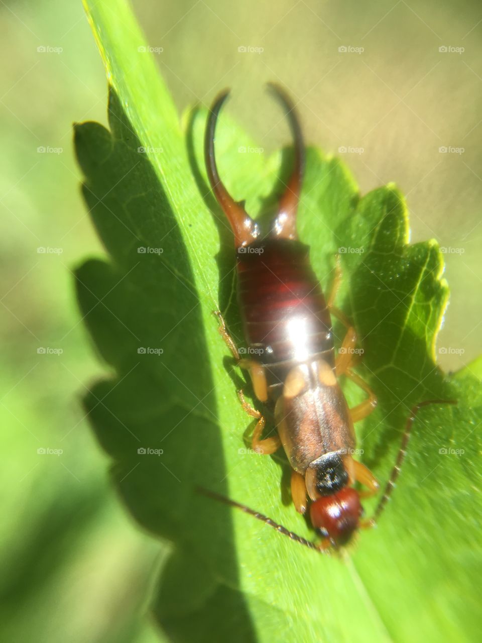 Earwig 