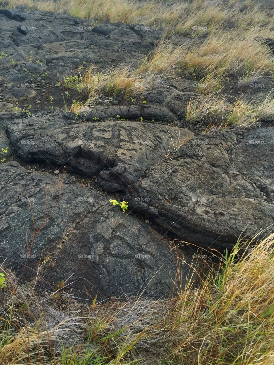 Petroglyphs 