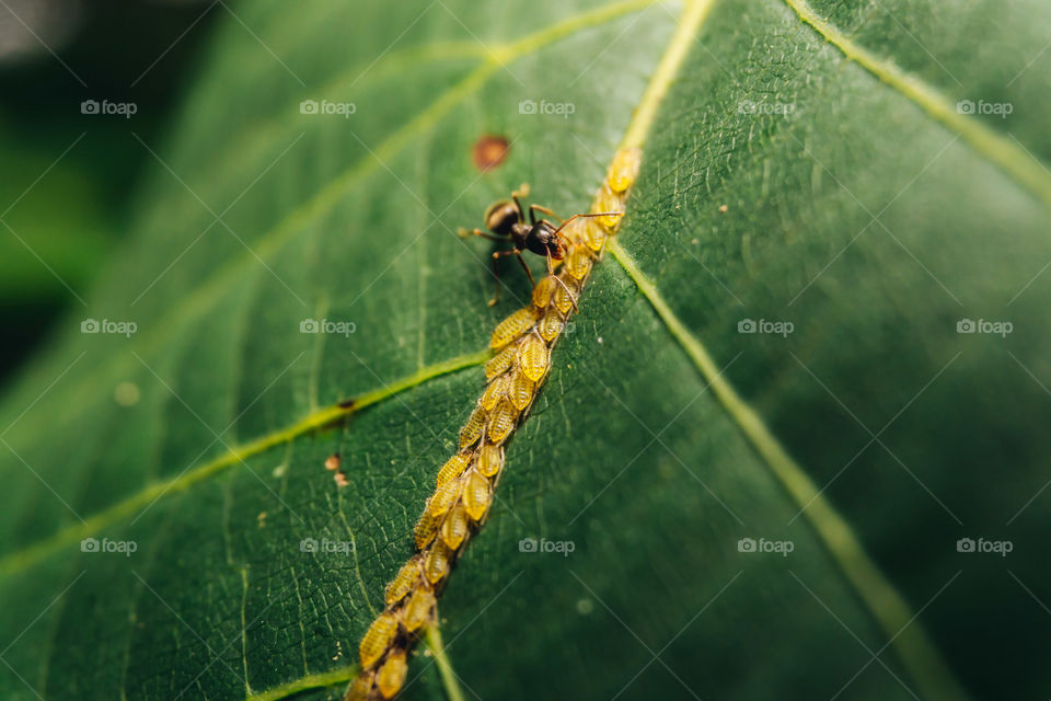 Macro shot of ants and aphids