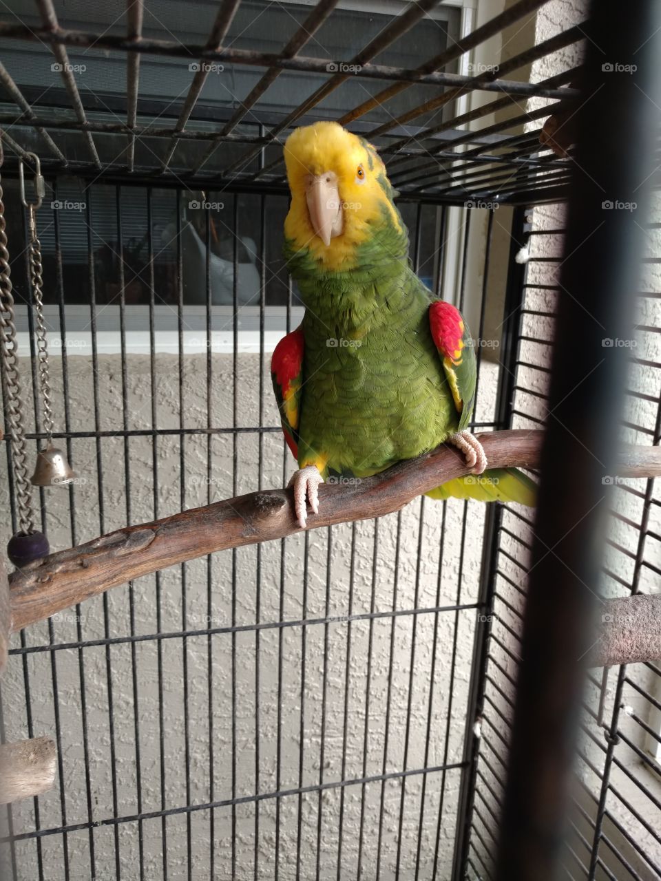 Bird, Parrot, Parakeet, Cage, Feather