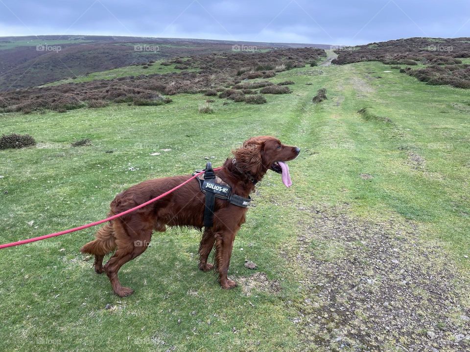 Tired looking Quinn (To be fair he climbed a mountain earlier in the week too !)