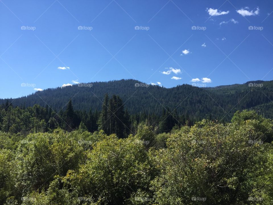 Landscape, Tree, Sky, Wood, Nature