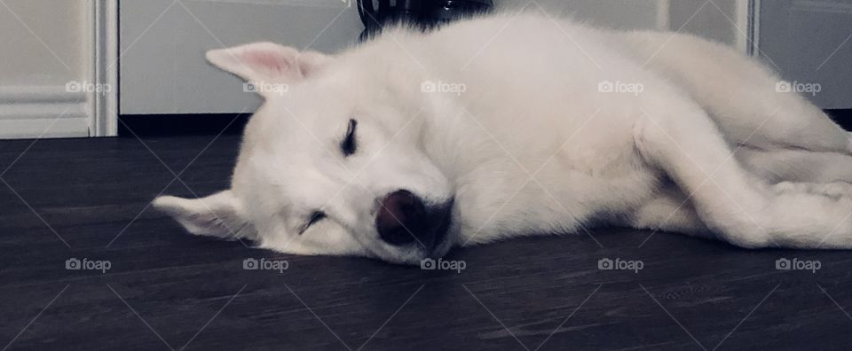 Sleeping doggo