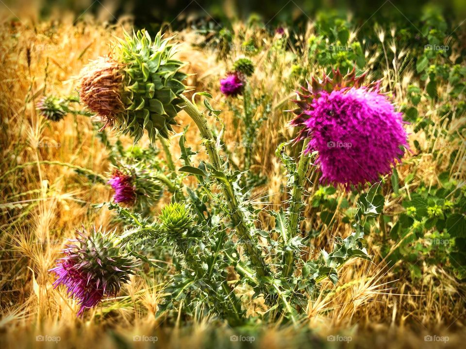 War is war, but the summer is on schedule 🍉