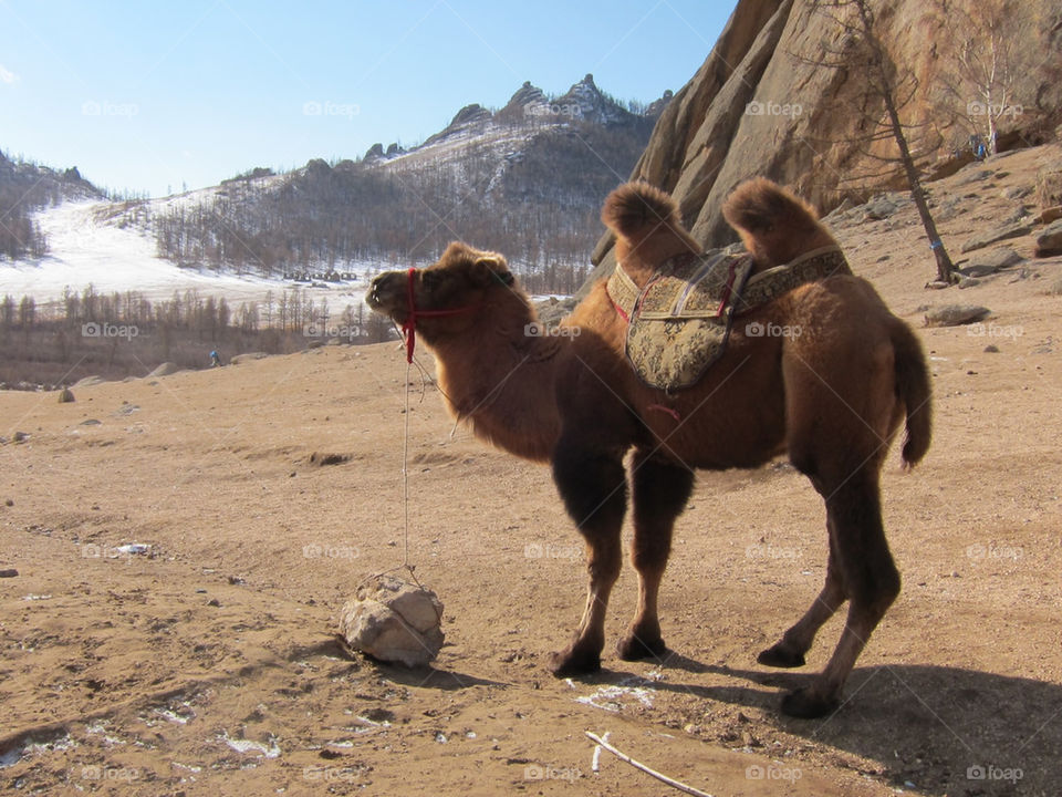 snow mountain tree park by thepapierdollies