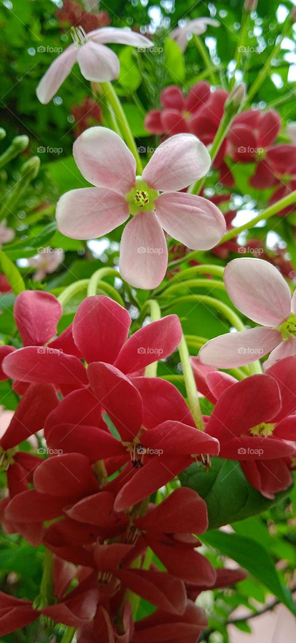 Combretum indicum, also known as the rangoon creeper, is a vine with red and pink flower clusters, native to tropical Asia. photo shoot at 30, apr, 2023, 7:08 am.