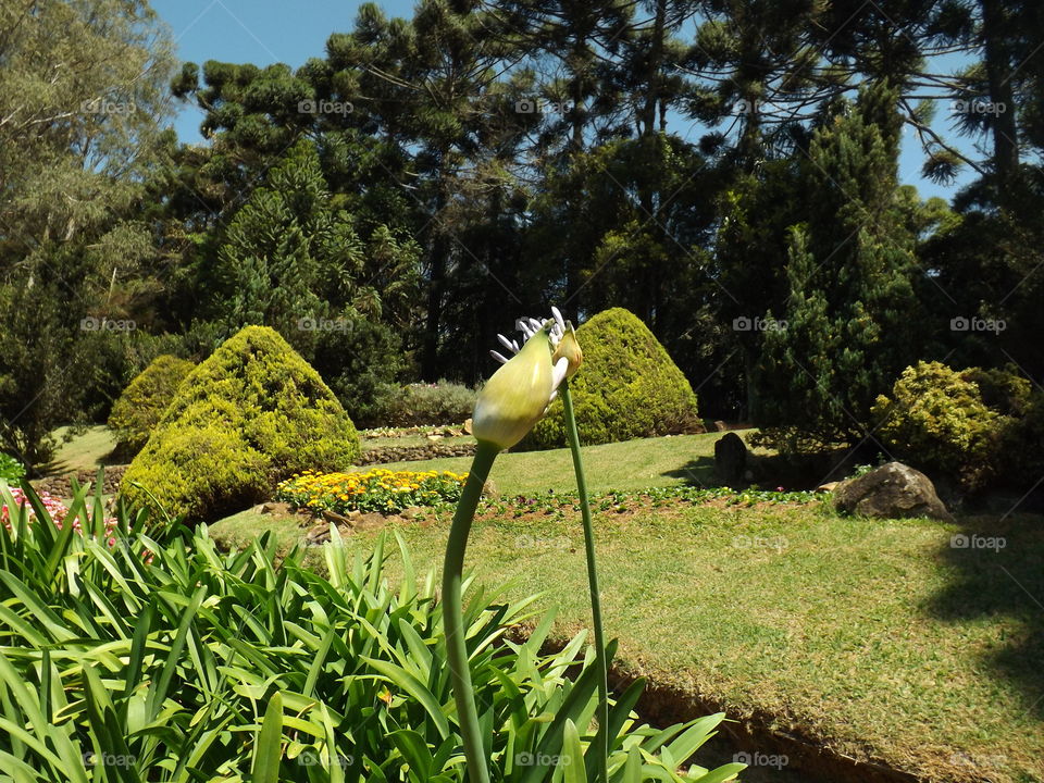 Agapanthus, or Lily of the Nile.