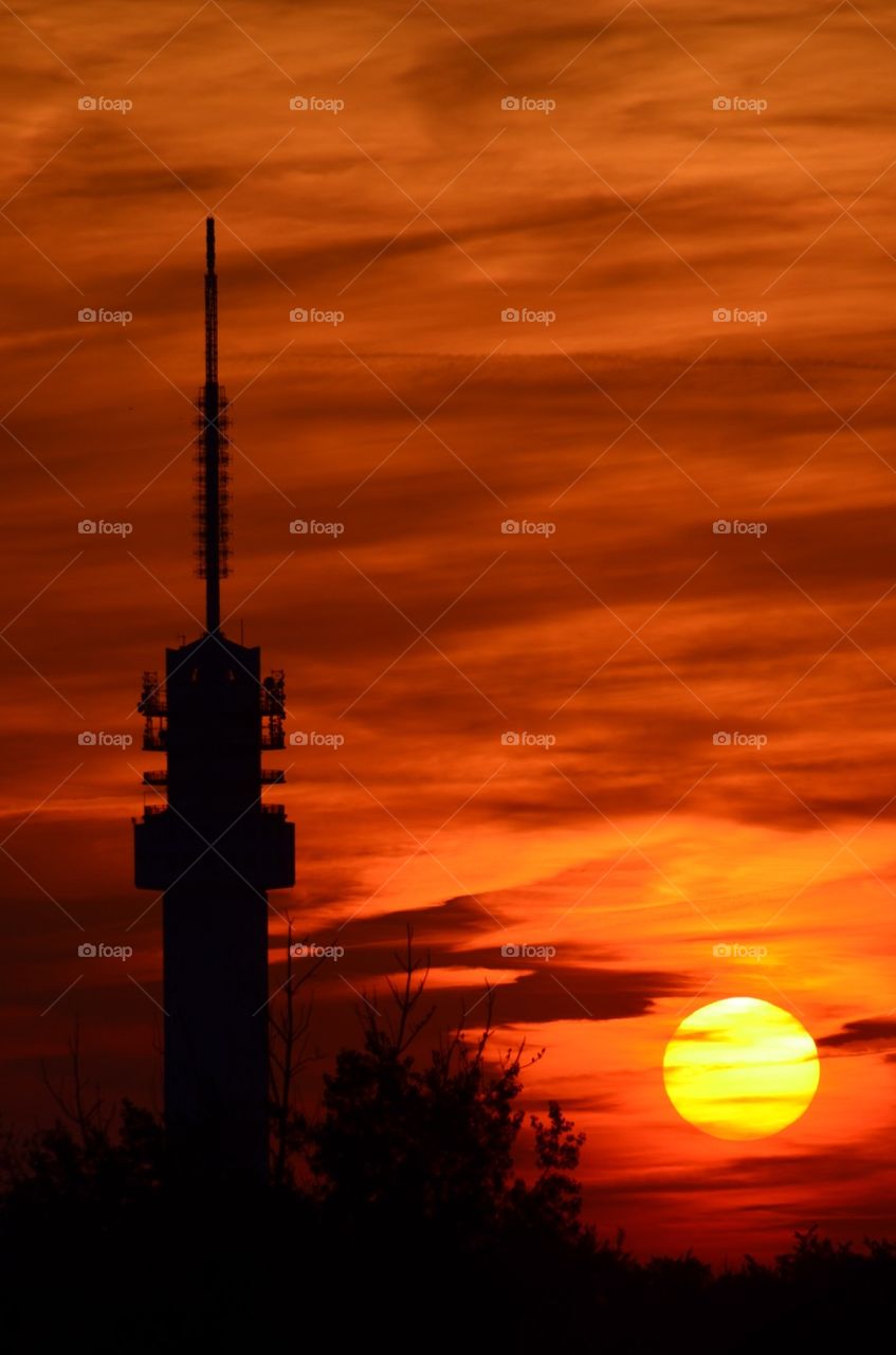 Silhouette of tree at sunset