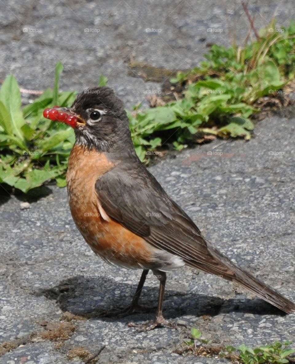 Robin with berries in its beak