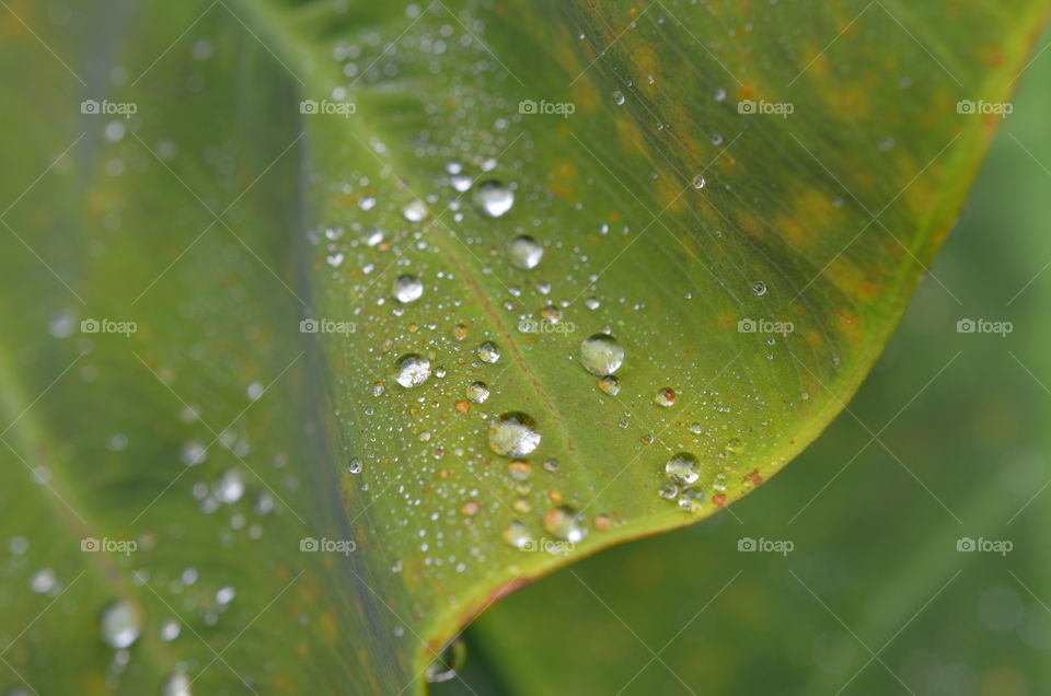 Leaf with raindrops