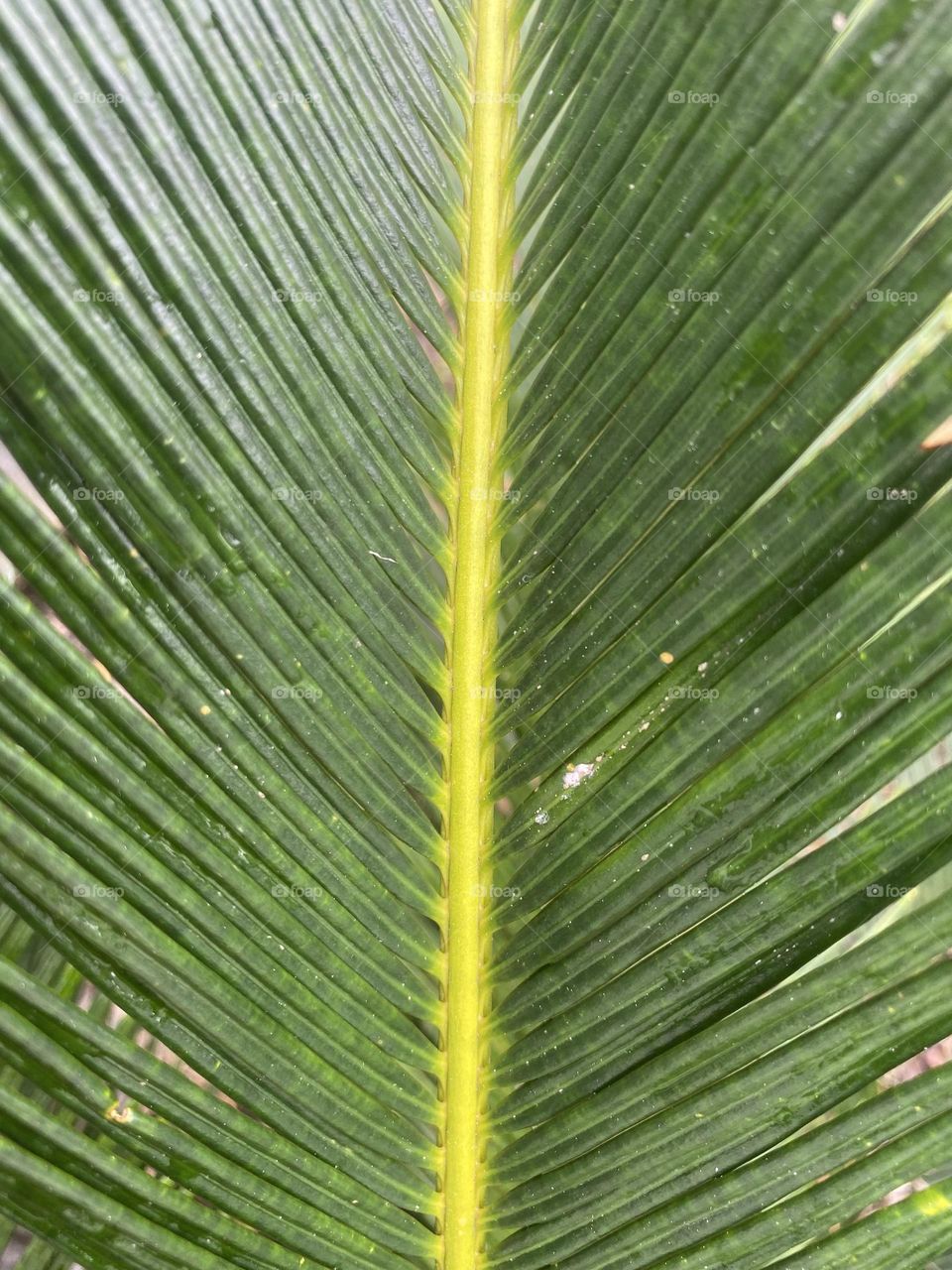 Closeup of leaf