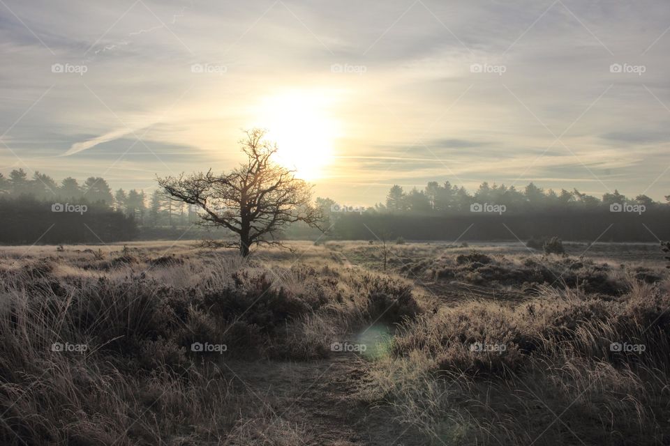 Winter frost golden hour. This is what you get when you photograph in a field during golden hour in winter, when everything is cobered by frost.