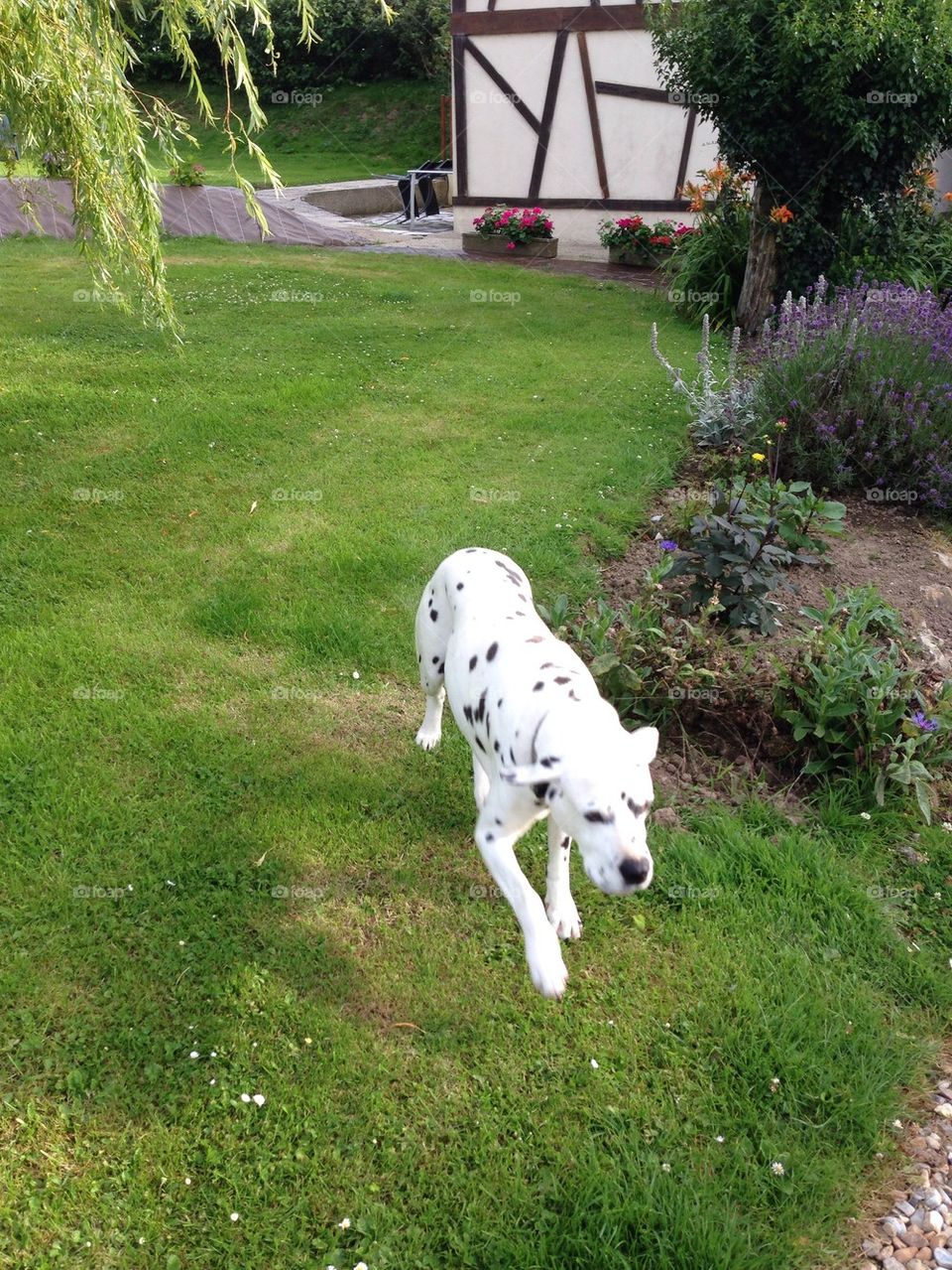 Dalmatian dog running in the garden