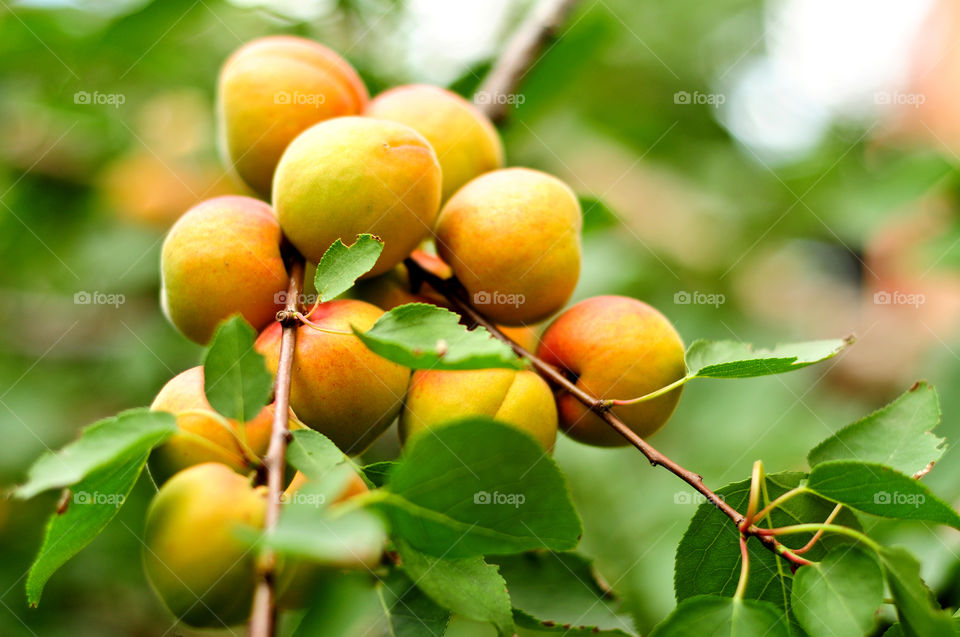 Fresh apricots summer fruits io tree in the garden 
