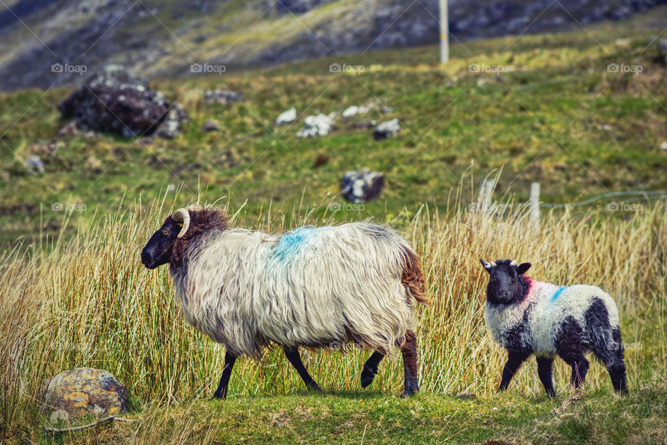 Sheeps in the hill