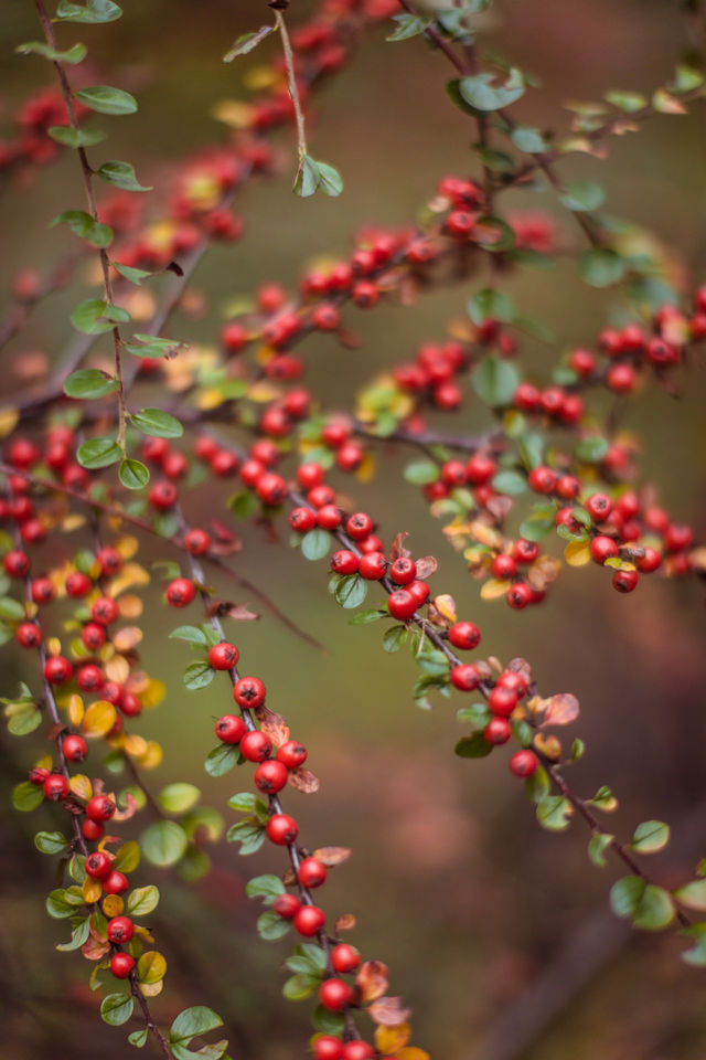red wild berries on a branch in the forest