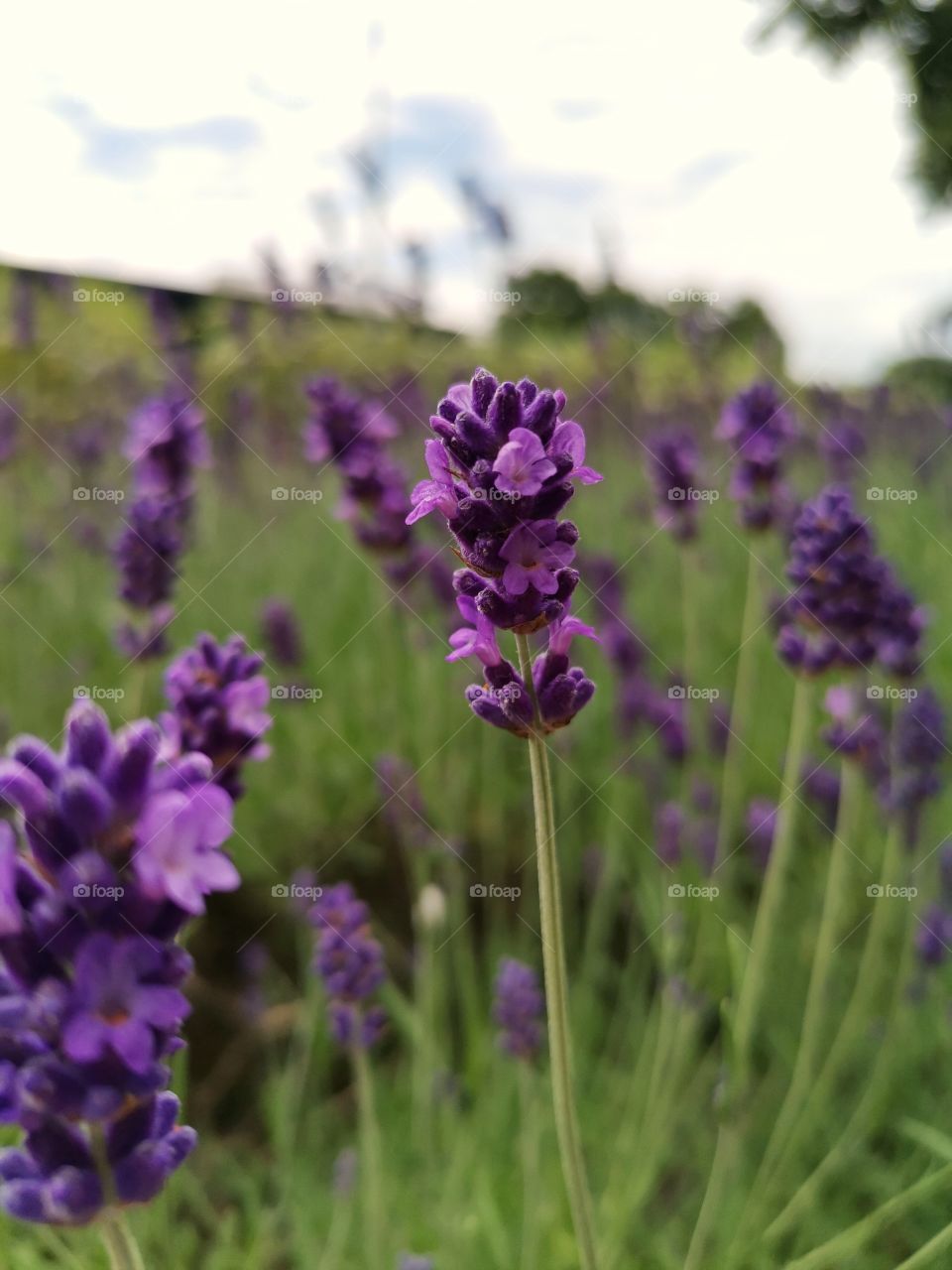 •  💜  Purple Lavender Blossom In Summer
•  ✾  Beautiful Floral Photography
•  ※  Enjoy Watching!