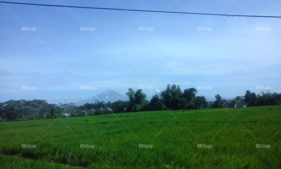 Scenary of ricefield