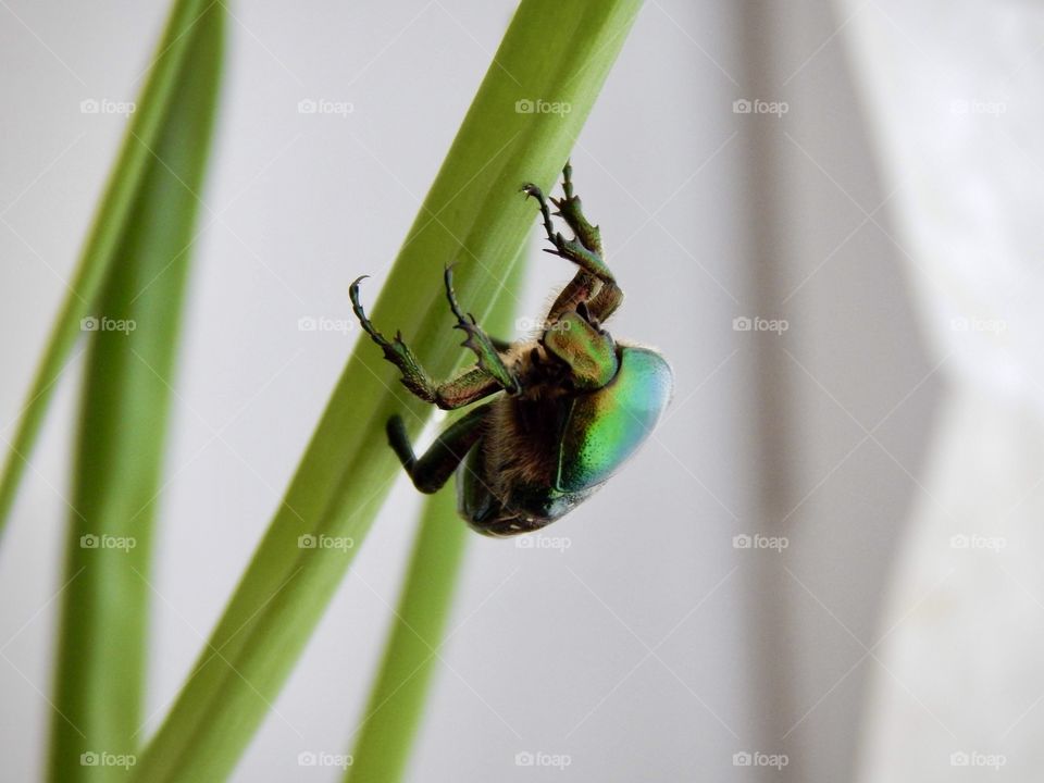 Green beetle on a green grass, macro insect 