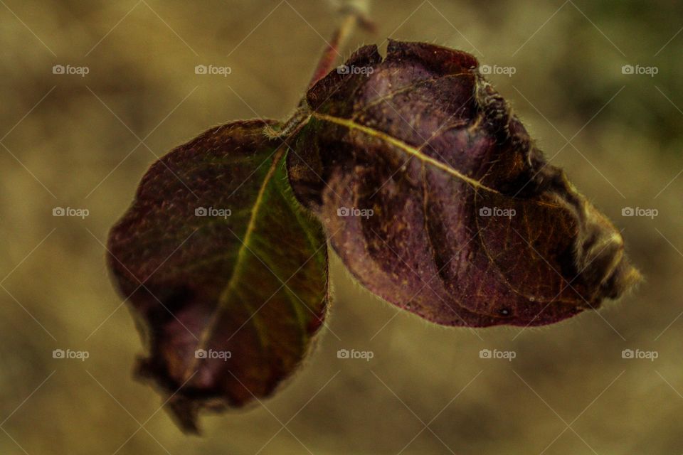 dying leafs turning purple